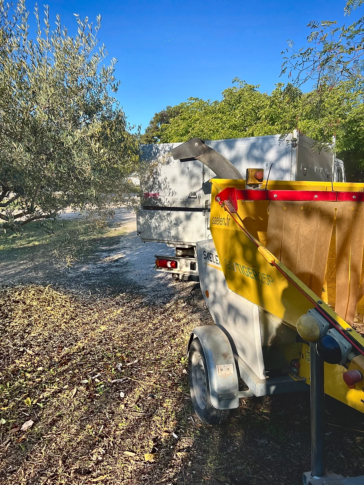 Broyeur de branches dans une oliveraie : le broyat de bois raméal fragmenté (BRF) est étalé au sol au pied des oliviers