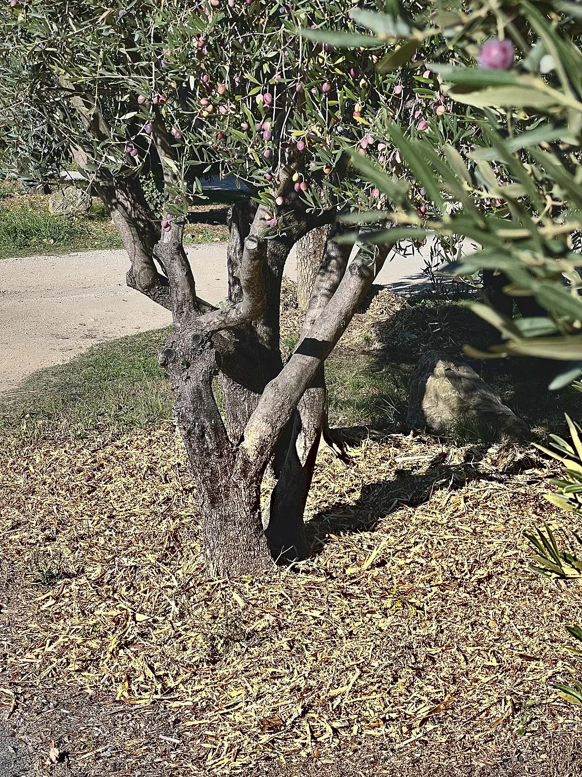 Vieil olivier aux troncs sculptés, taillé et paillé de BRF