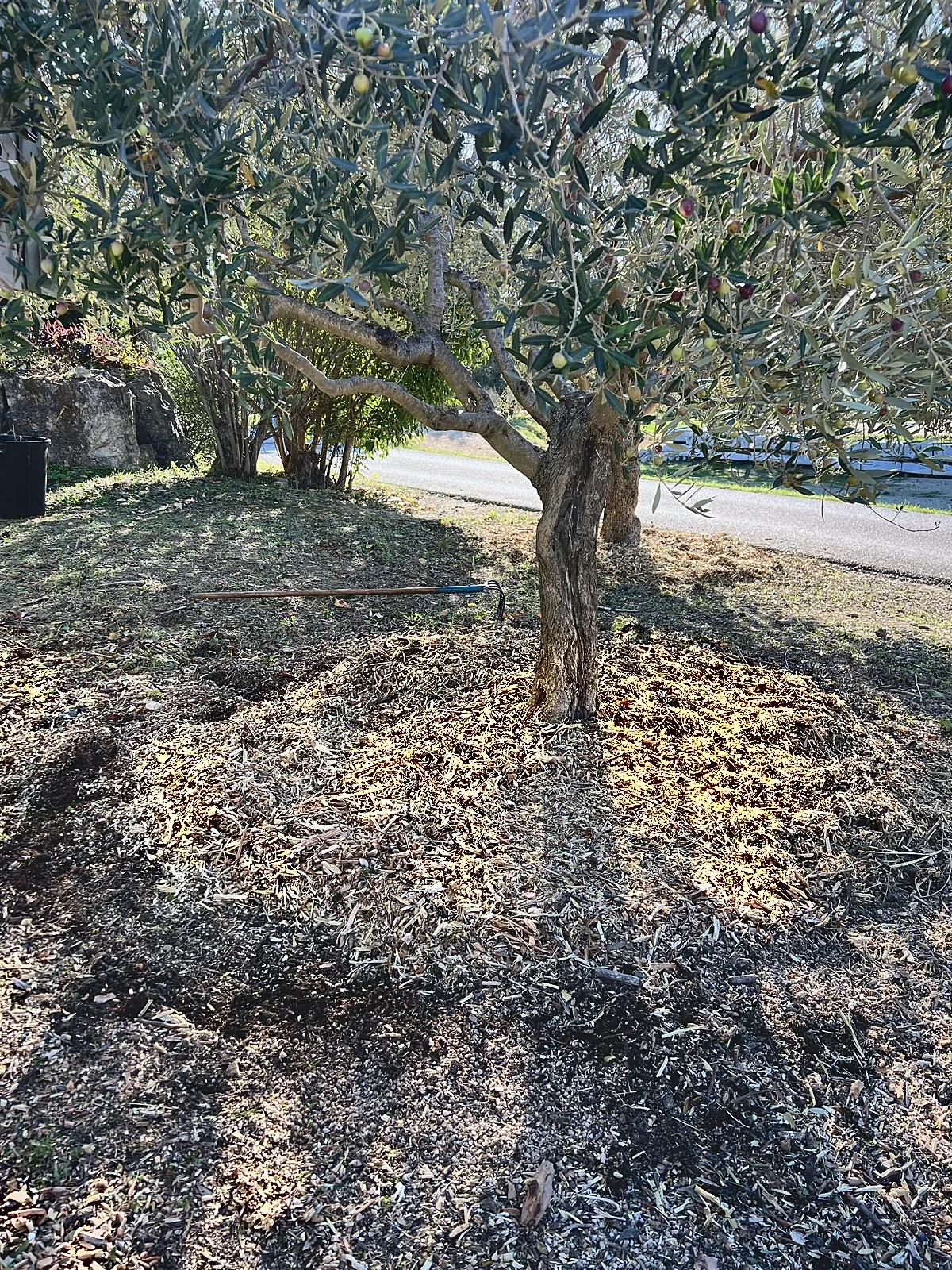 Olivier taillé avec broyat de bois raméal fragmenté (BRF) étalé au pied de l'arbre